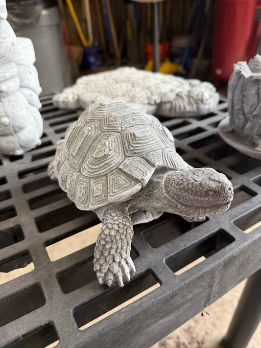 Box Turtle