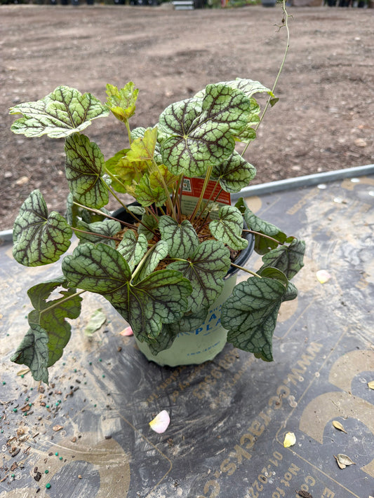 Heuchera 'Green Spice' #1