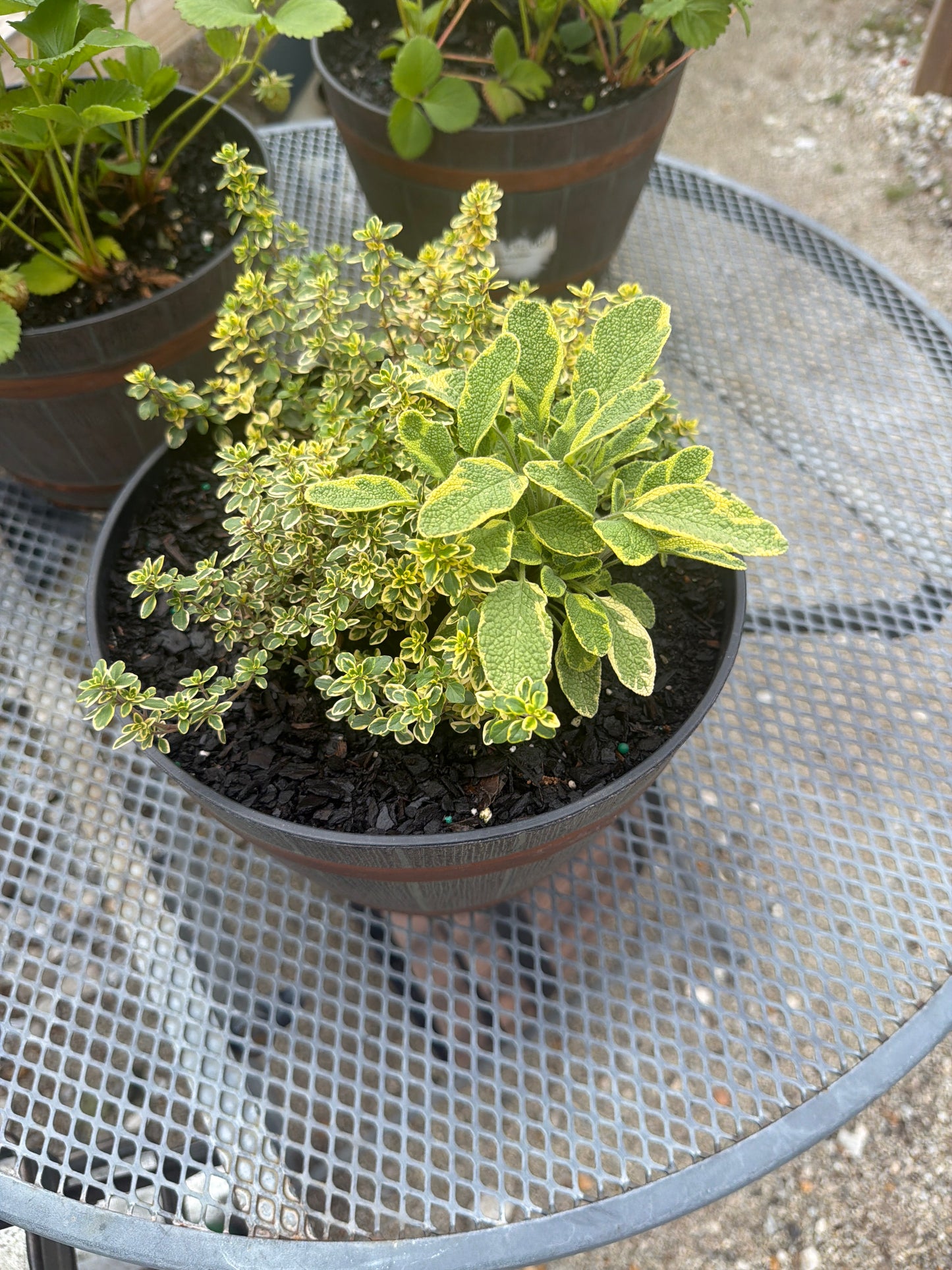 Whiskey Barrel Herb Pot