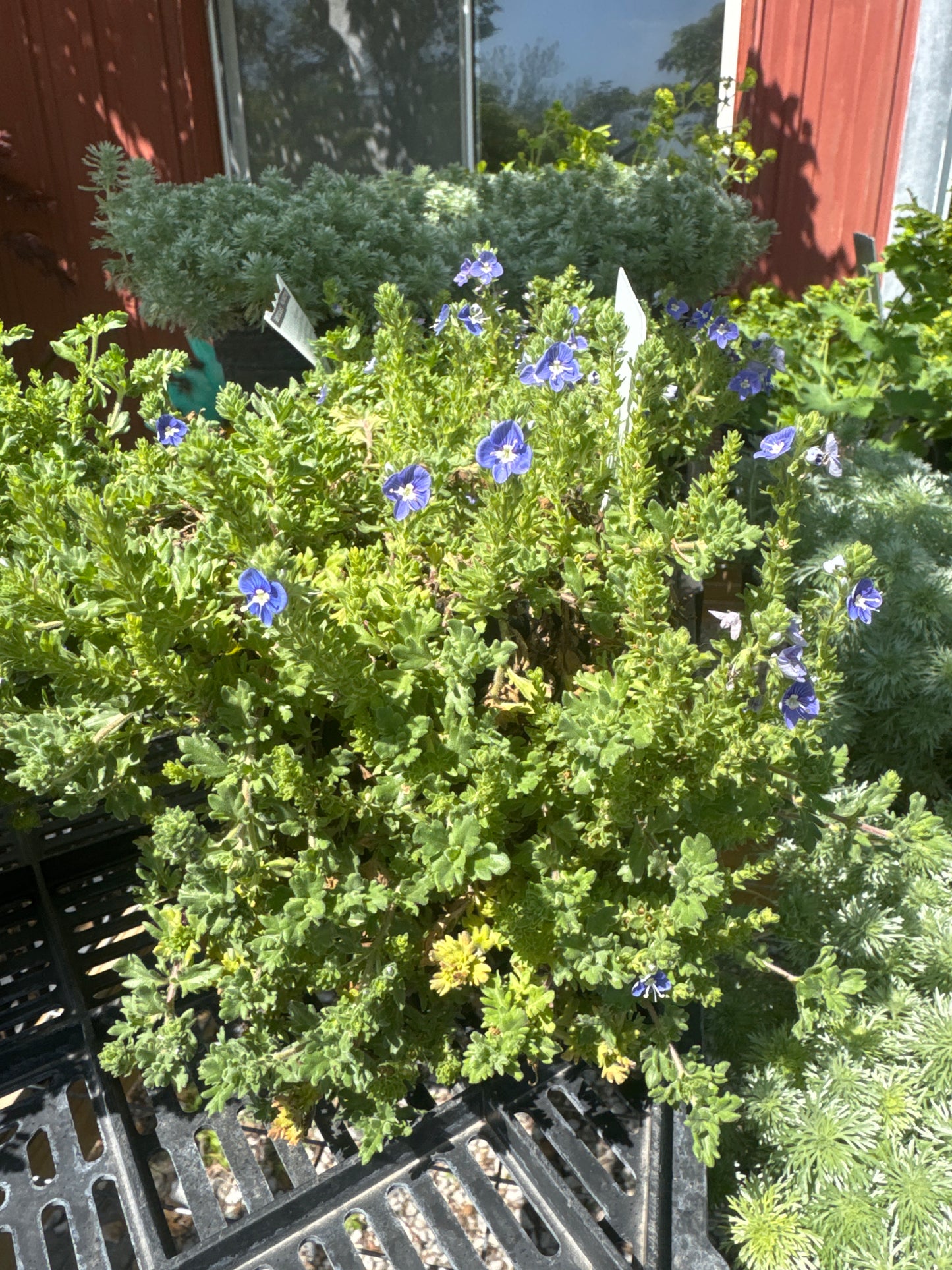 Creeping Veronica