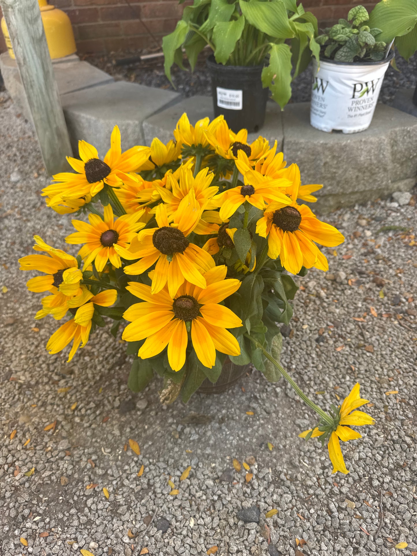 8" Whiskey Barrel Rudbeckia