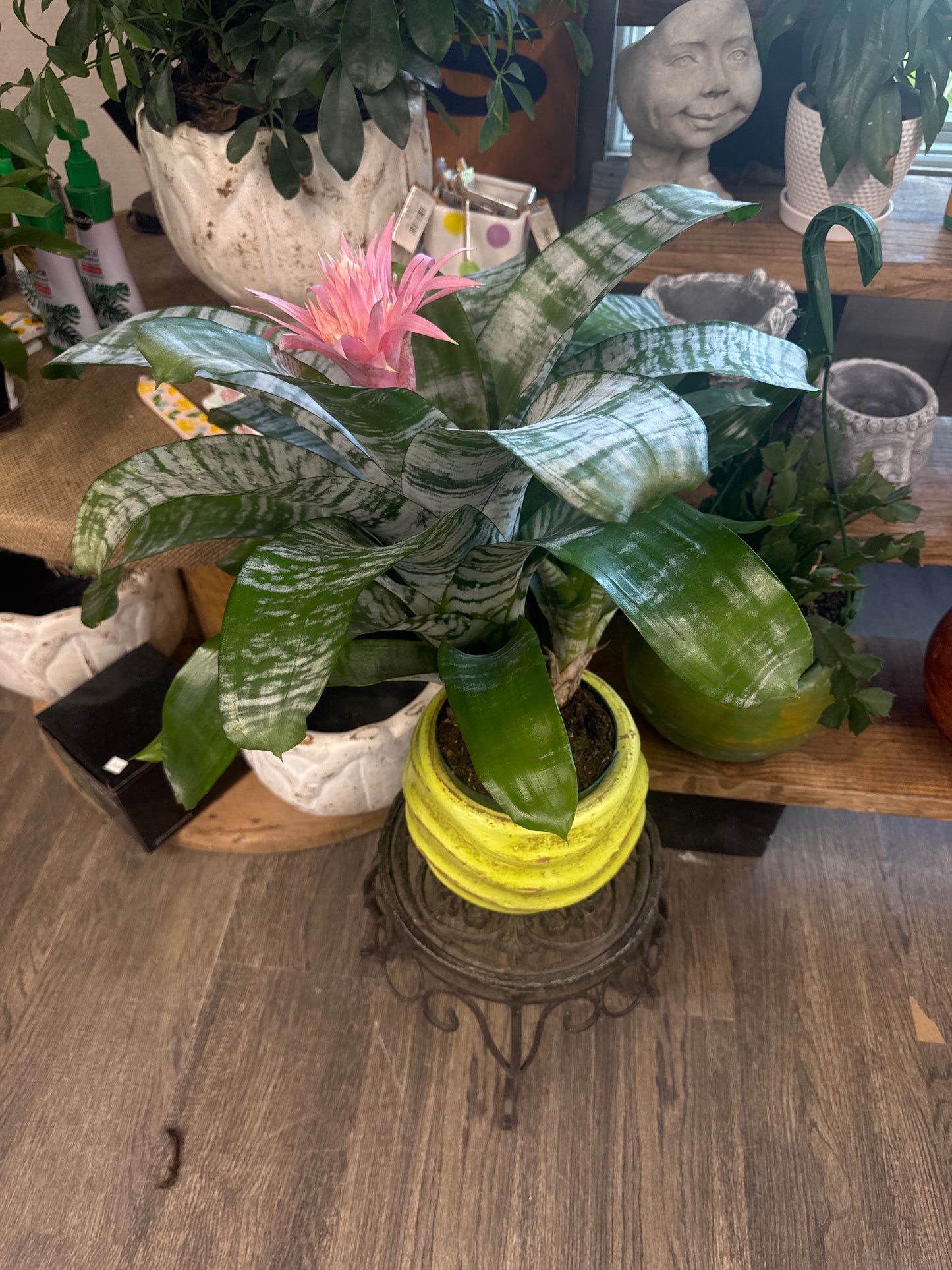 Silver Vase Bromeliad