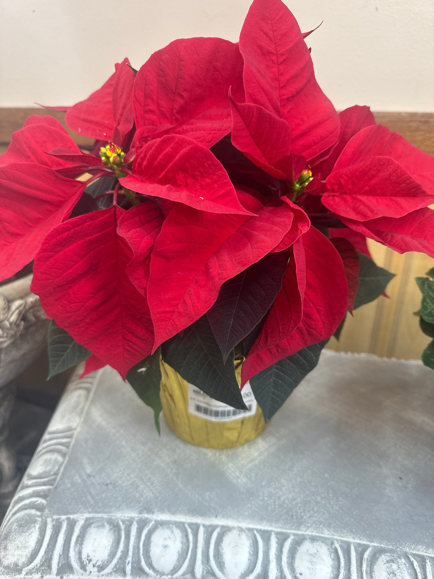 6.5" Poinsettia Christmas Beauty Princess