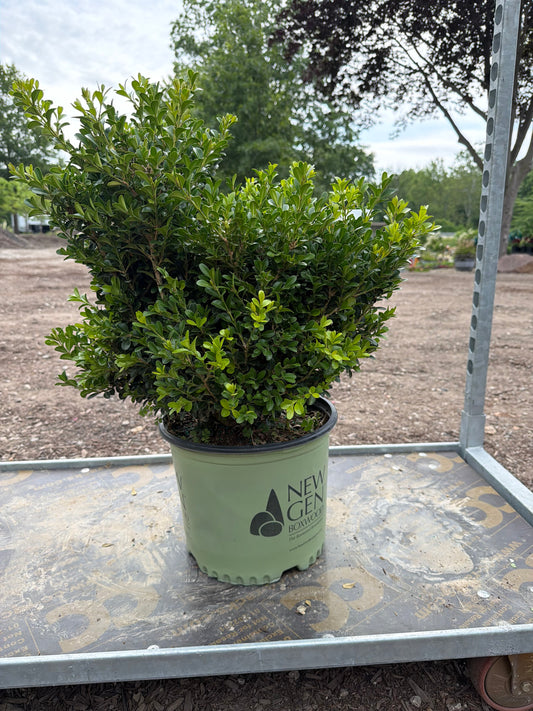 NewGen Independence Boxwood #3