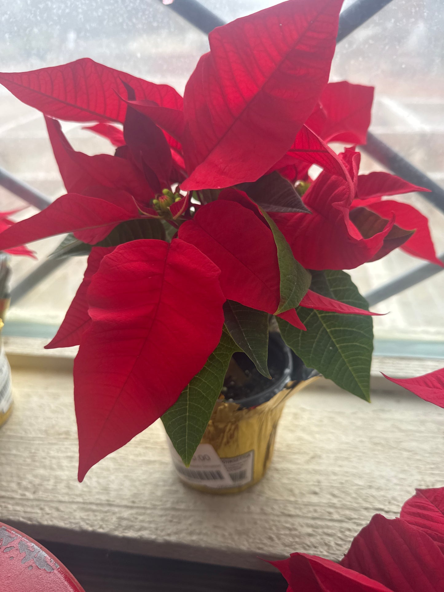 4.33" Poinsettia Christmas Beauty Cinnamon