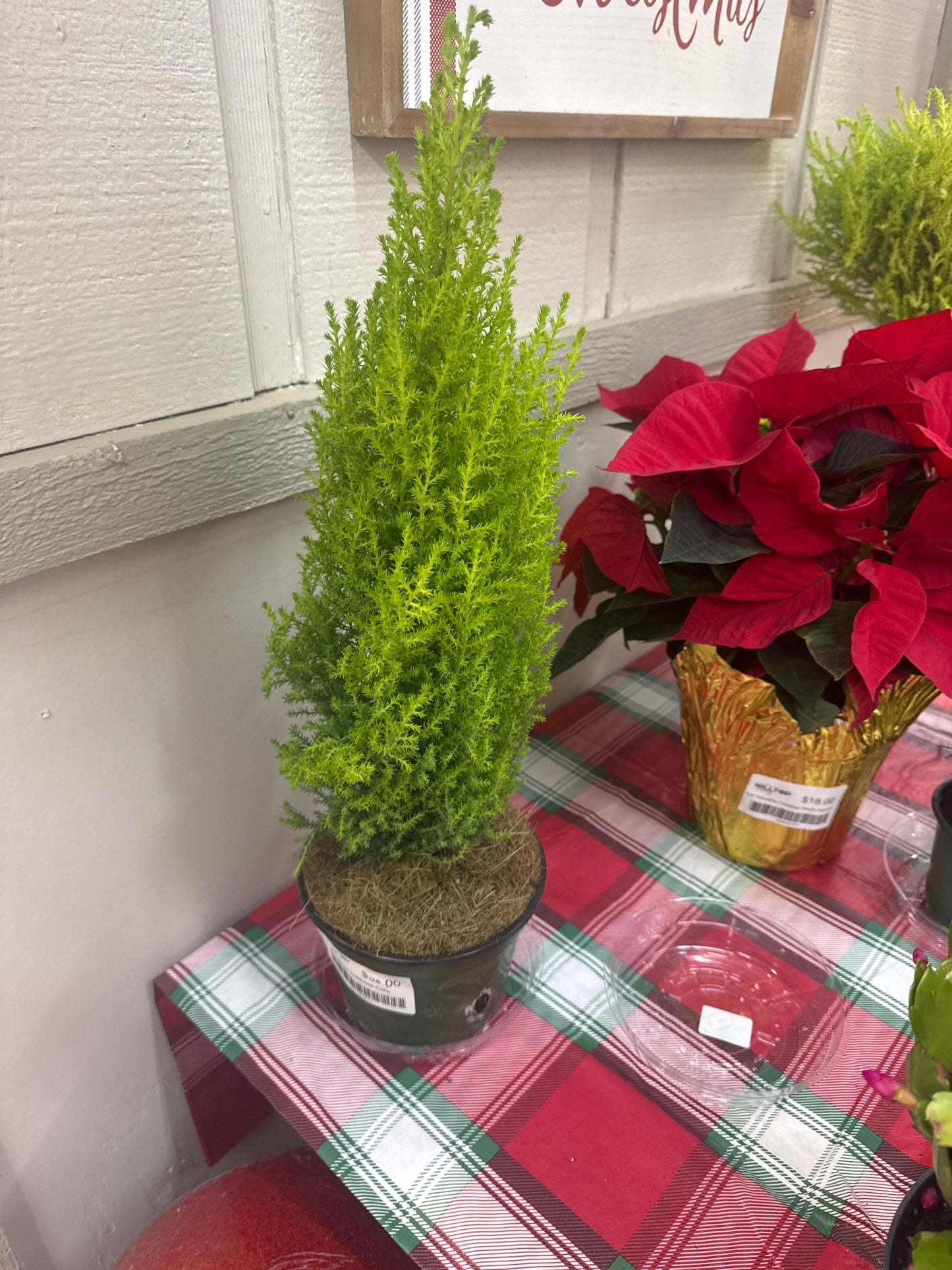 6" Cypress Goldcrest Cone