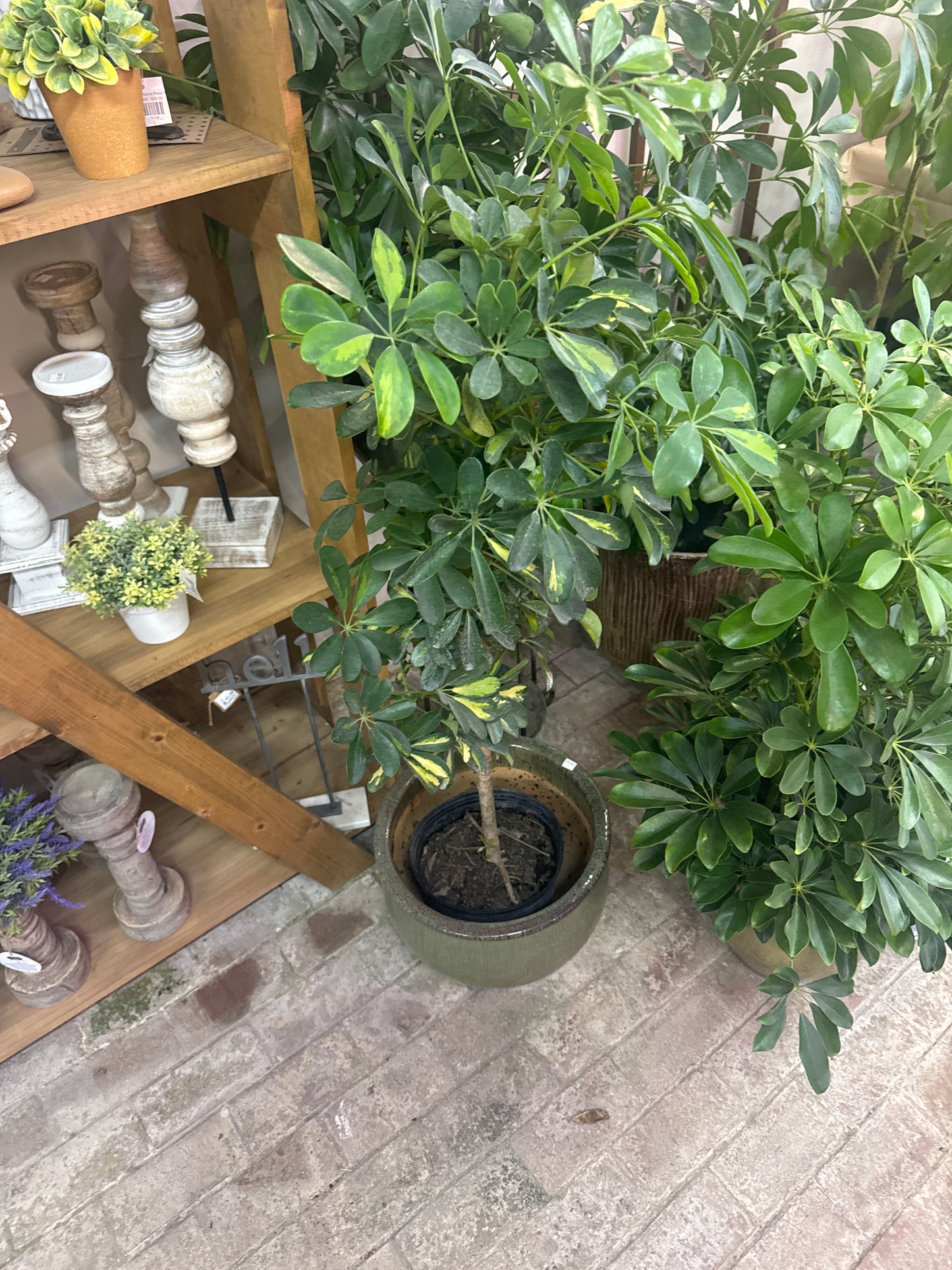 Schefflera Tree