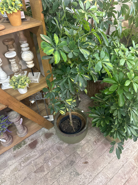 Schefflera Tree
