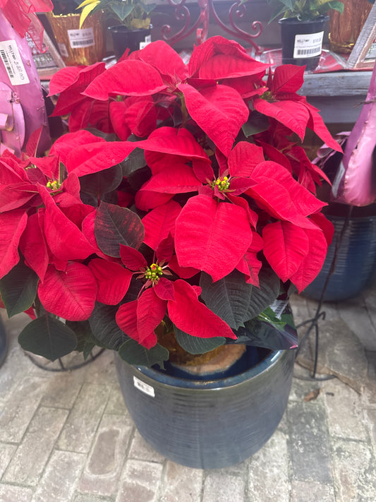 9" Poinsettia Red