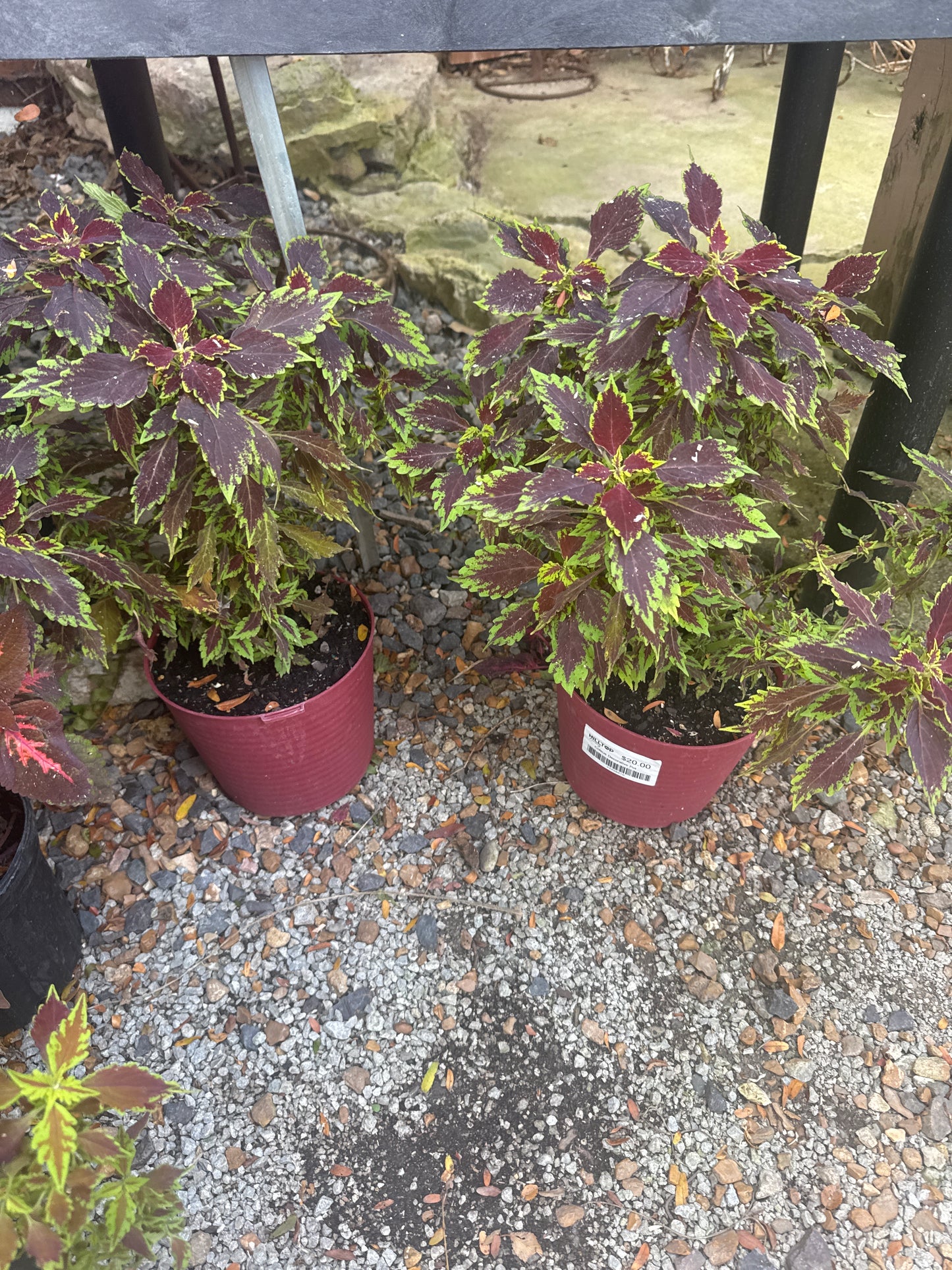 Coleus Decorative Pot