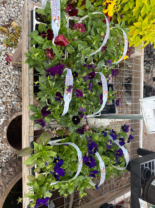 306 Fall Pansy