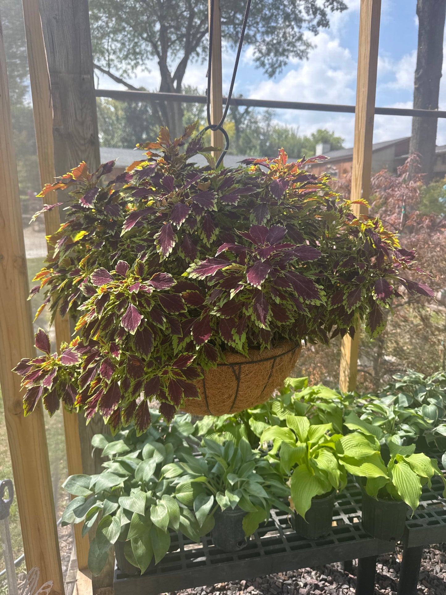 Coleus Basket