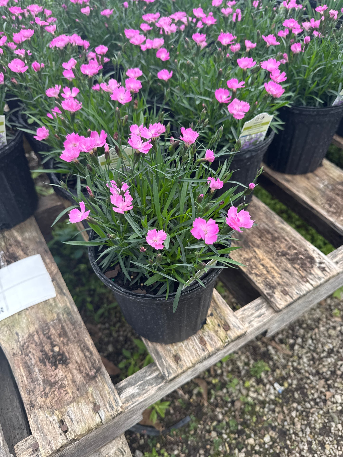 Dianthus Beauties Vida #1