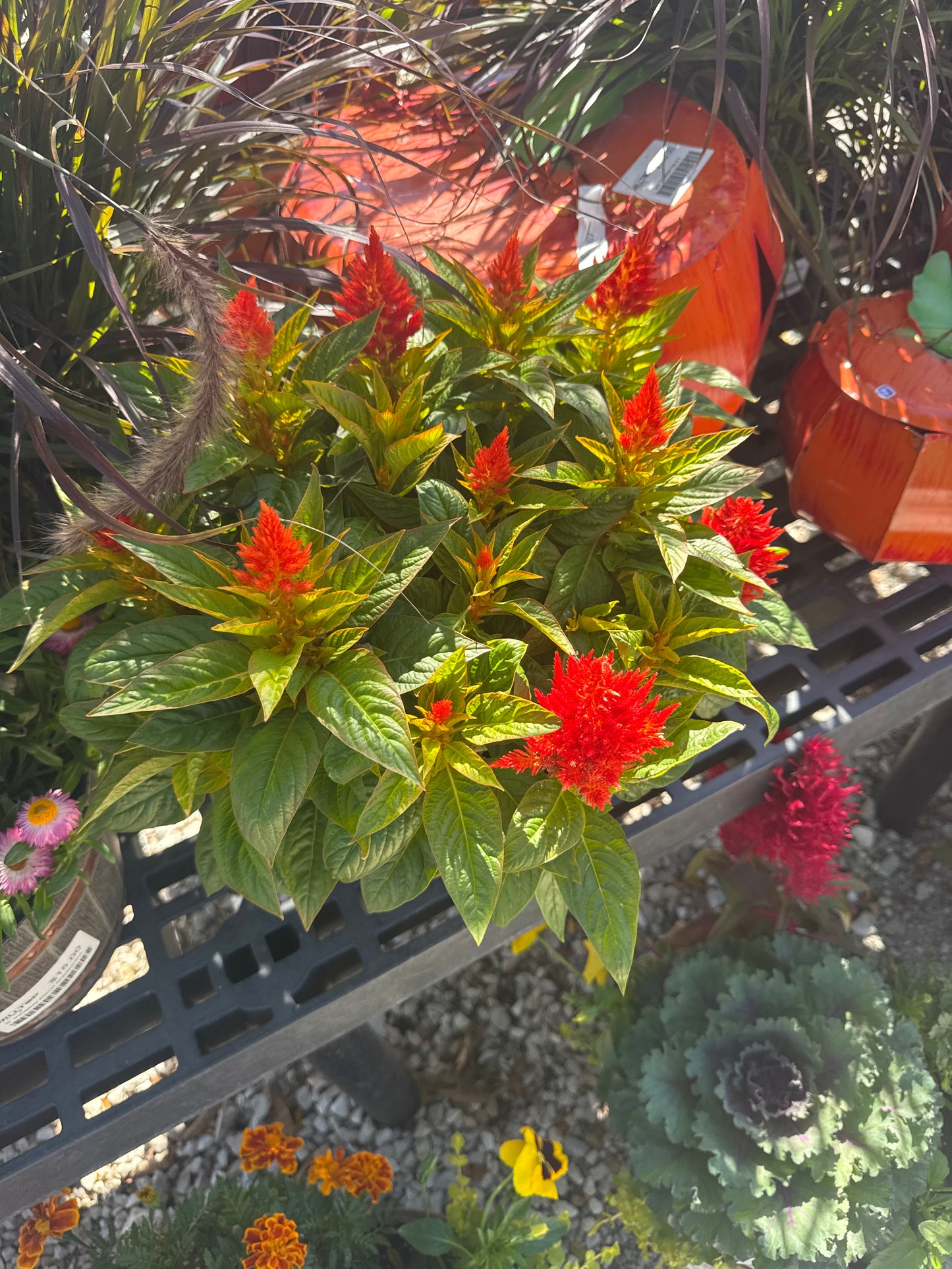 8" Whiskey Barrel Celosia