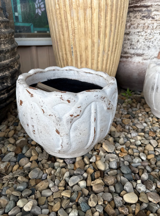 Cabbage Pot