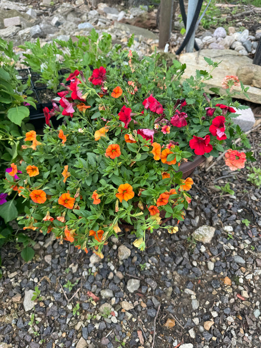 Barrel Pots Annuals