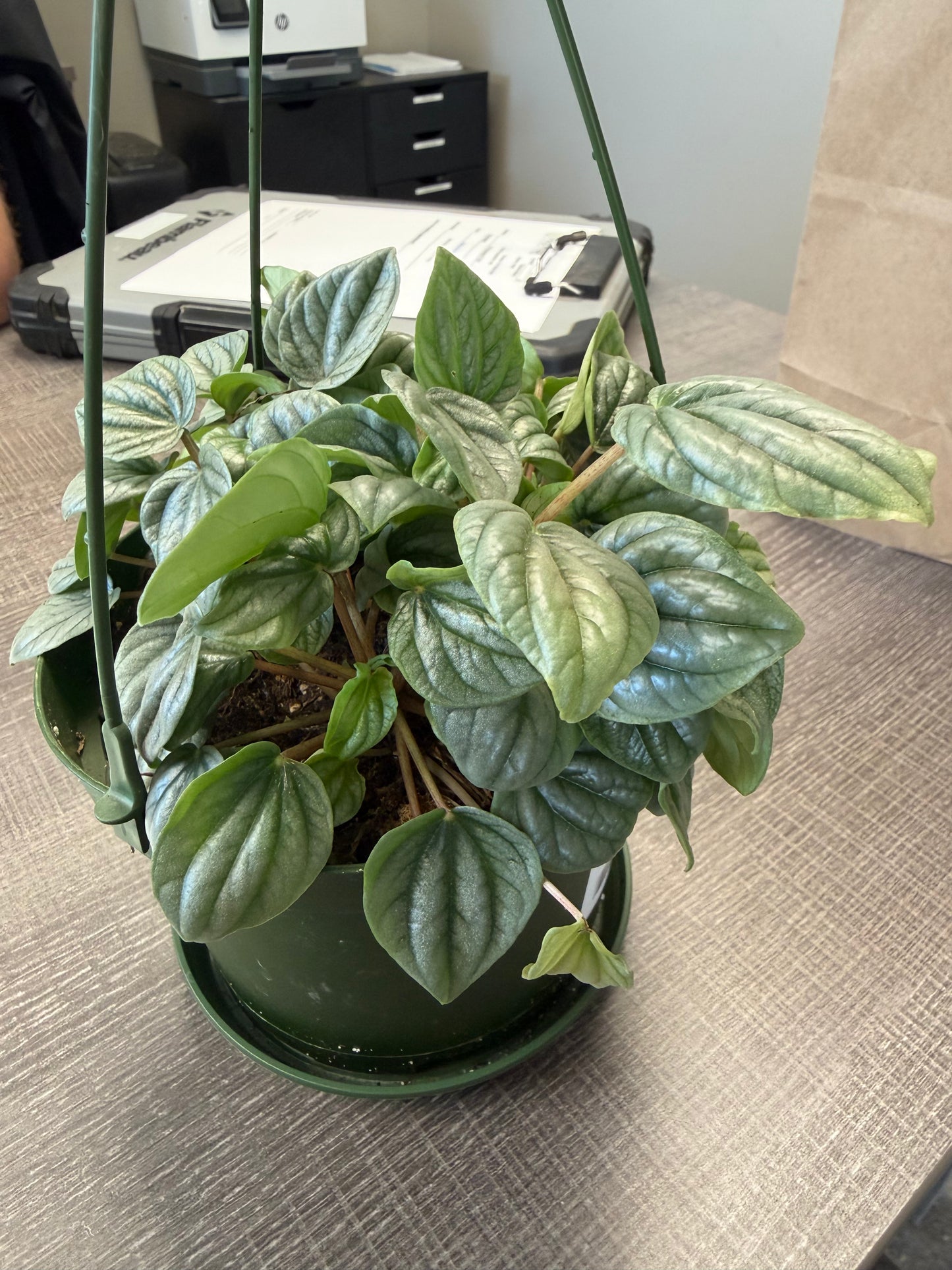 Peperomia Hanging Basket Varieties