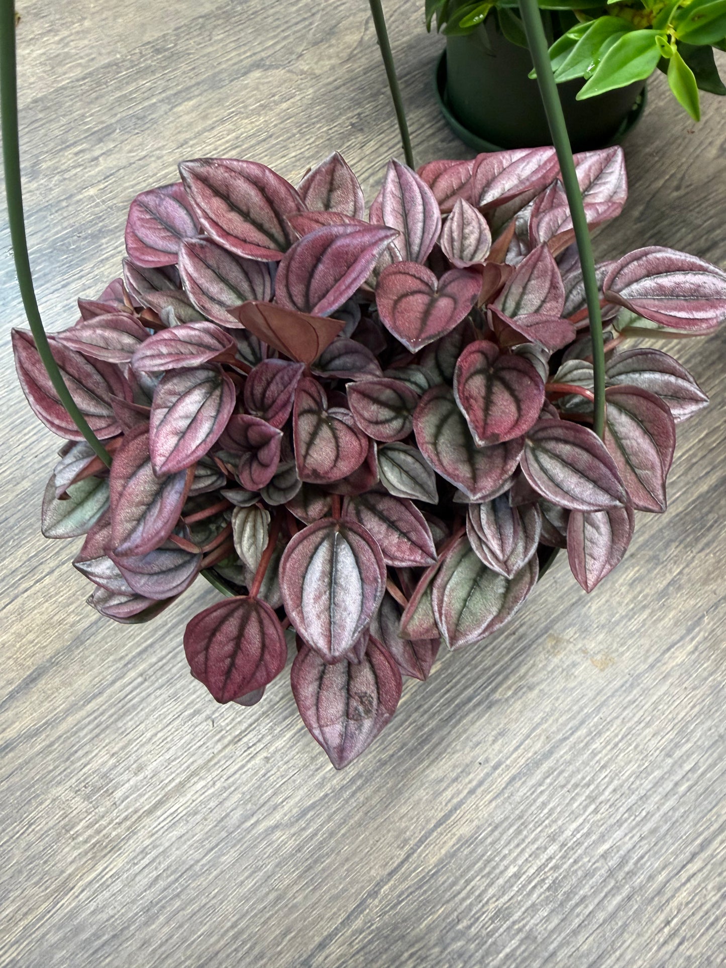 Peperomia Hanging Basket Varieties