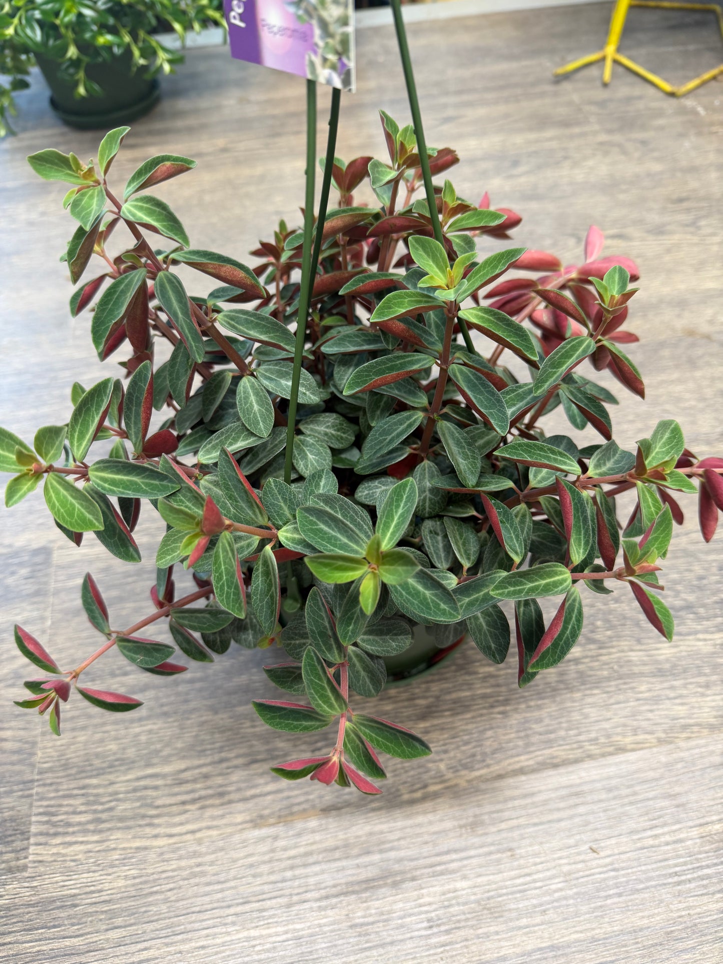 Peperomia Hanging Basket Varieties