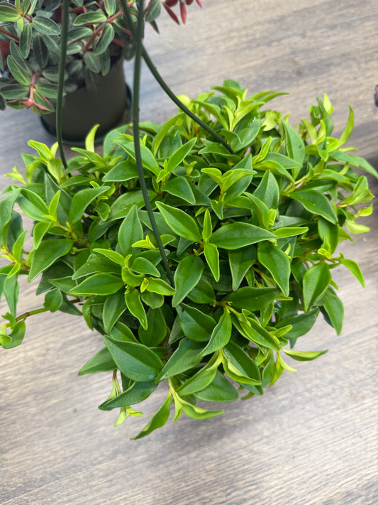 Peperomia Hanging Basket Varieties