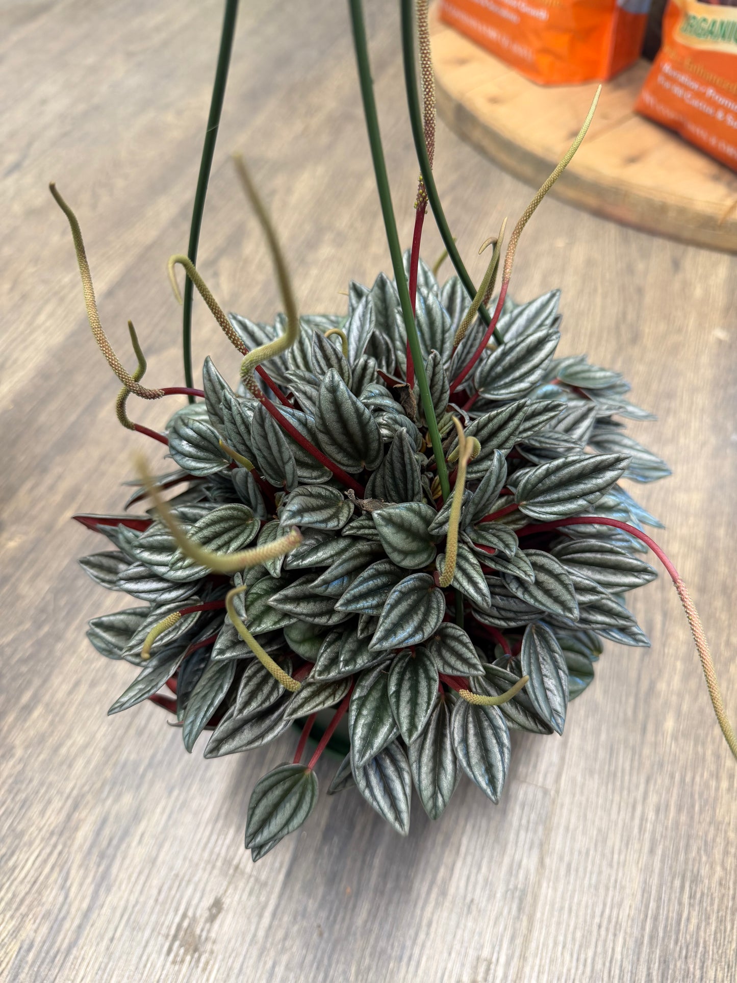 Peperomia Hanging Basket Varieties
