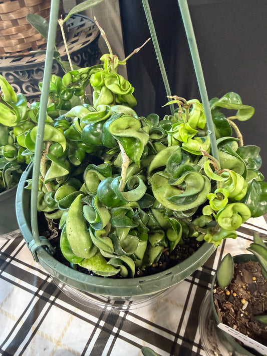 Rope Hoya 8" Hanging Basket