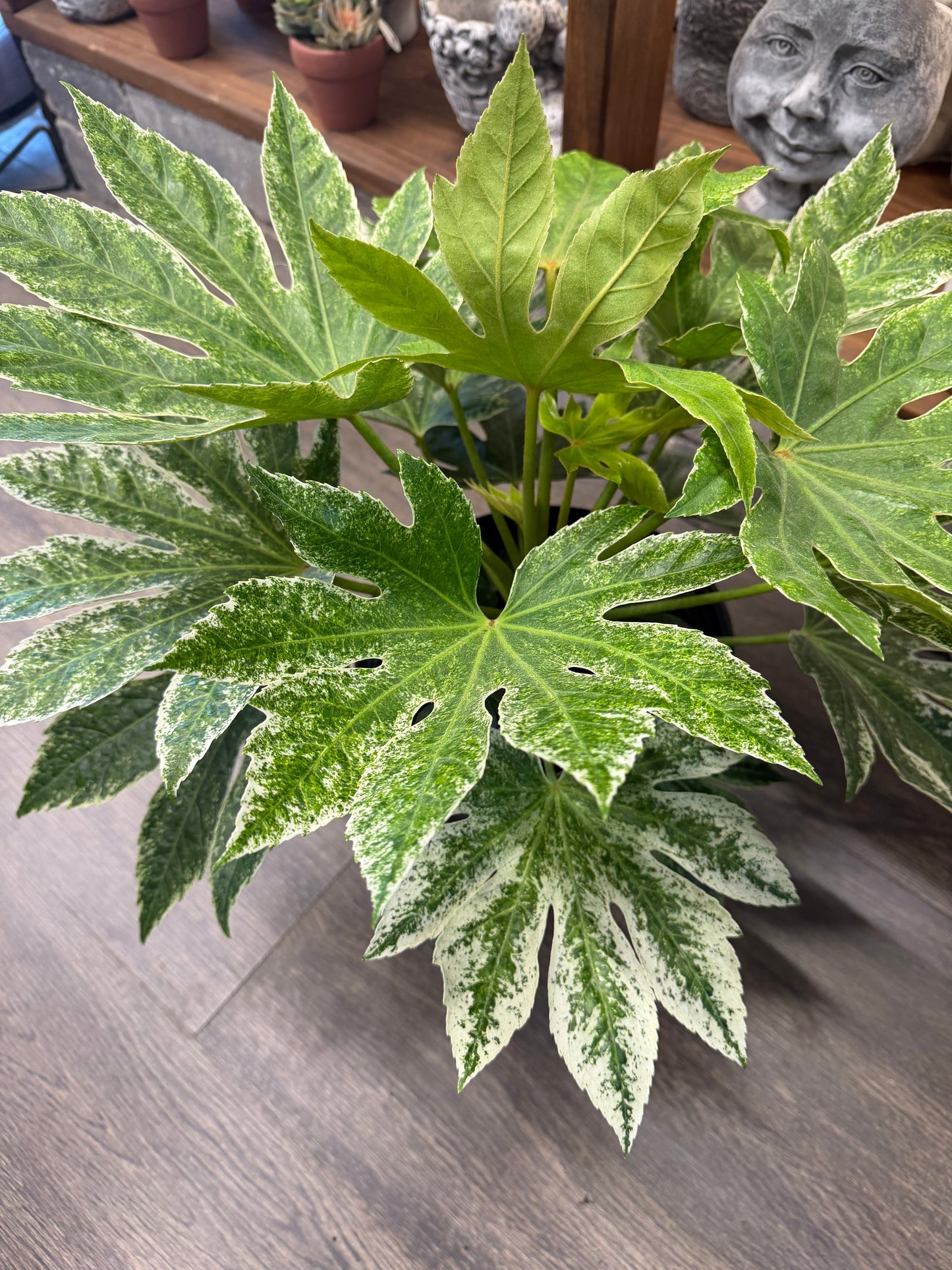 8" Fatsia Green Varigated