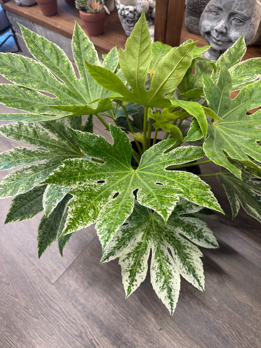 8" Fatsia Green Varigated