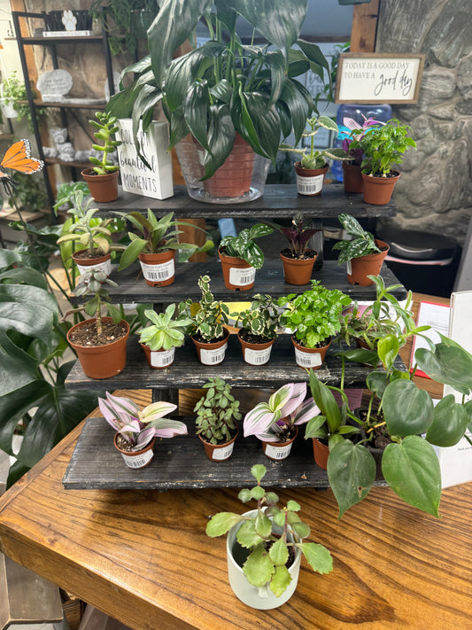 2" House Plant Display