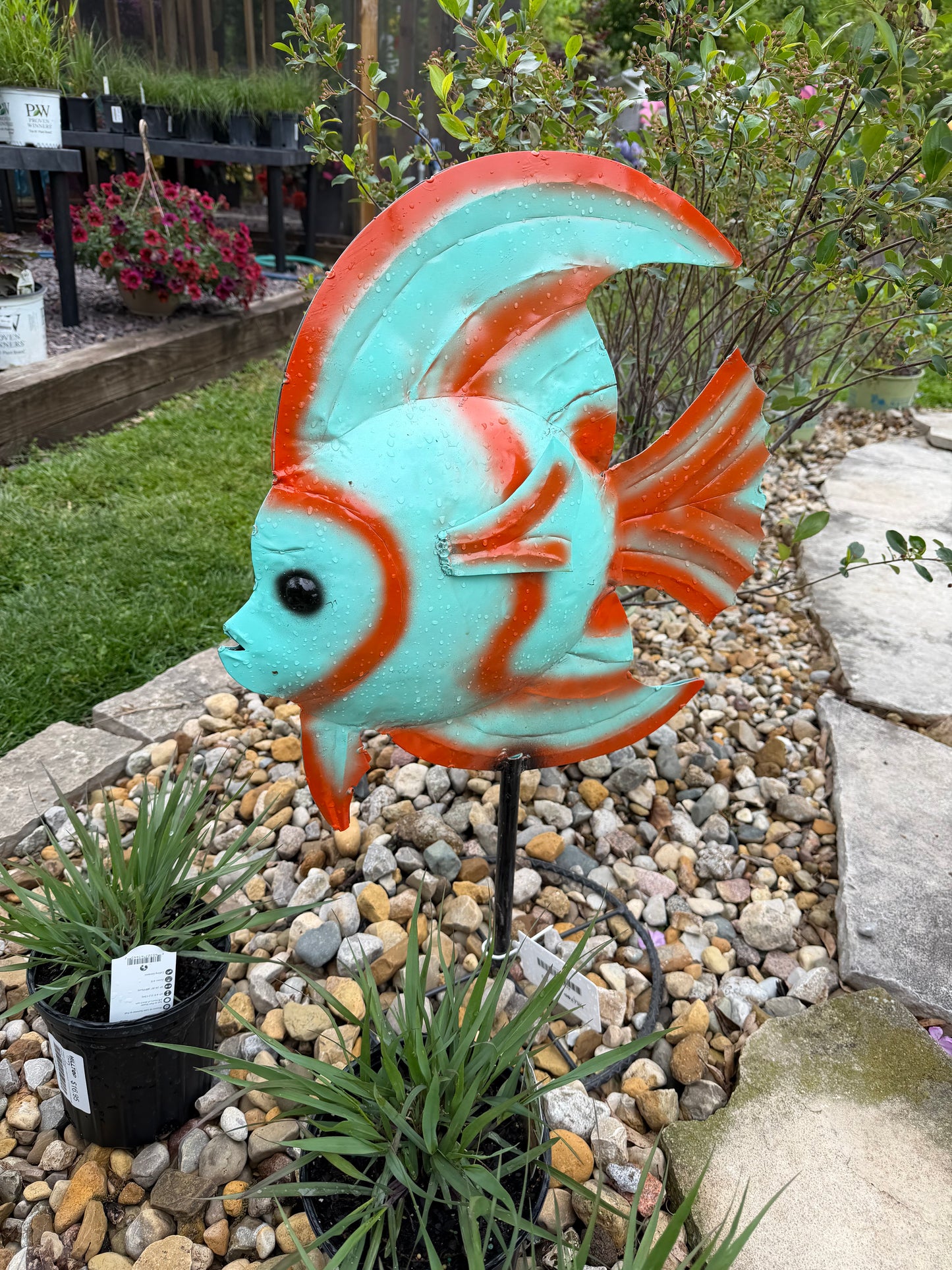 Angel Fish