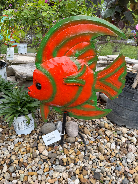 Angel Fish