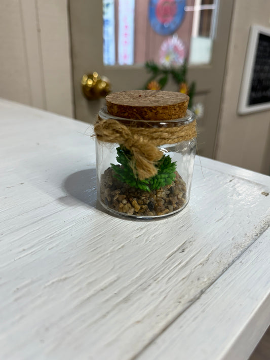 Succulent in Corked Jar