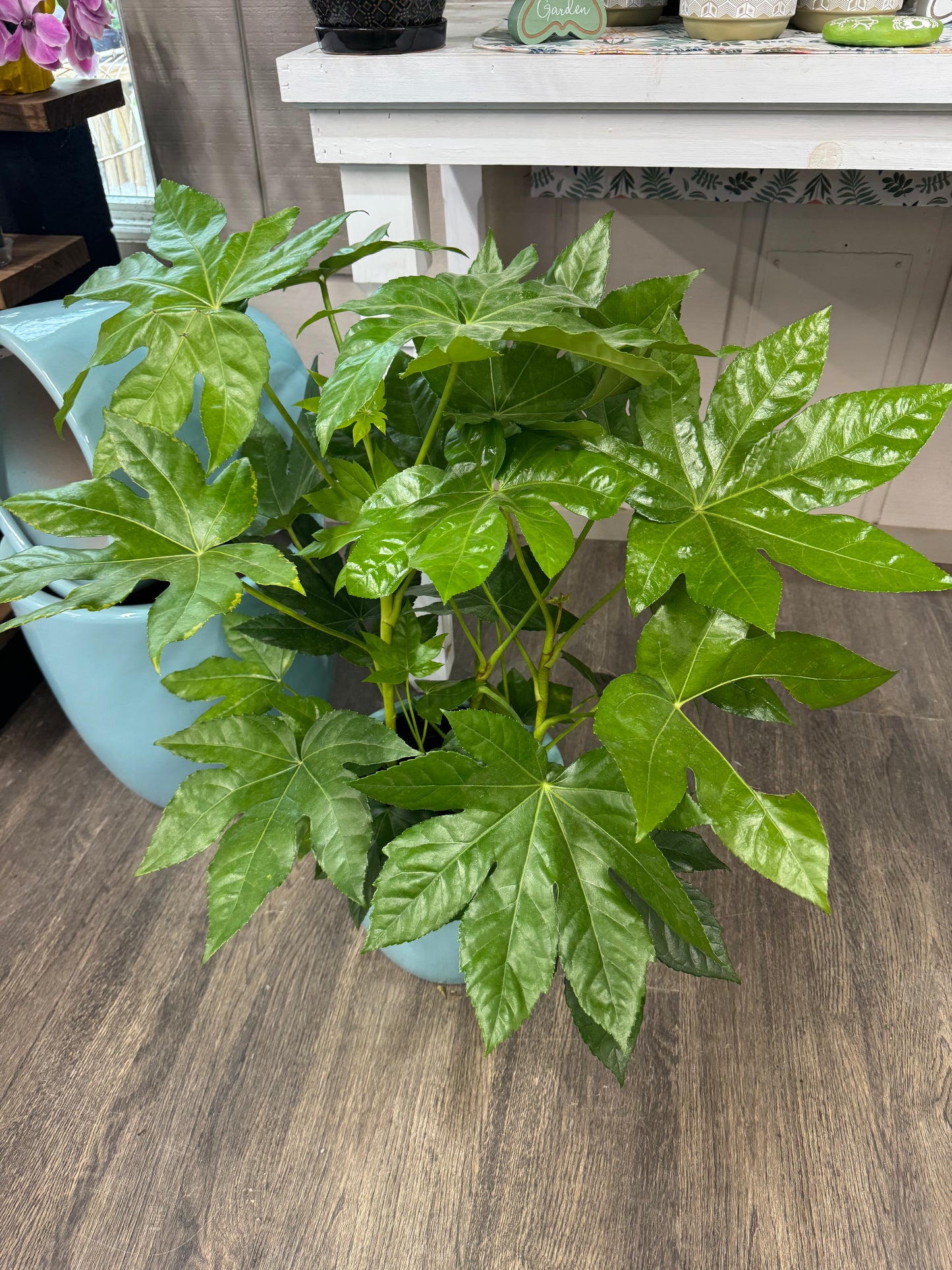 Dracaena Marginata Kiwi 