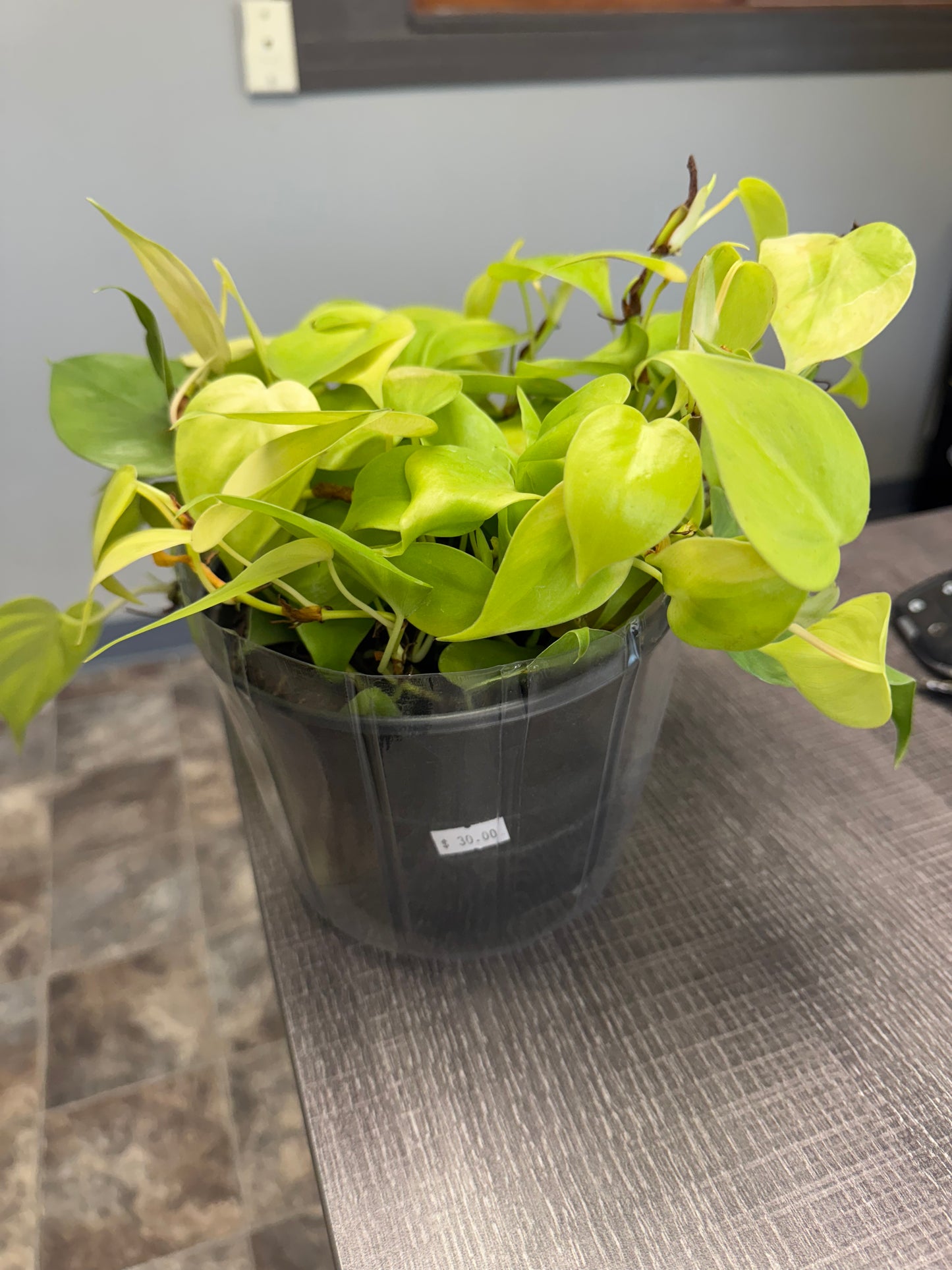 6" Pothos Lemon