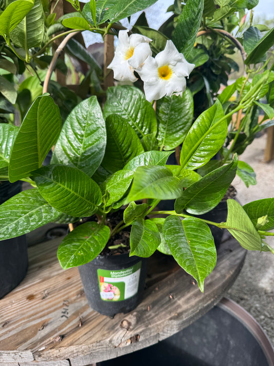 6" Mandevilla