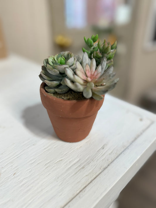 Small Succulent in Terracotta Pot