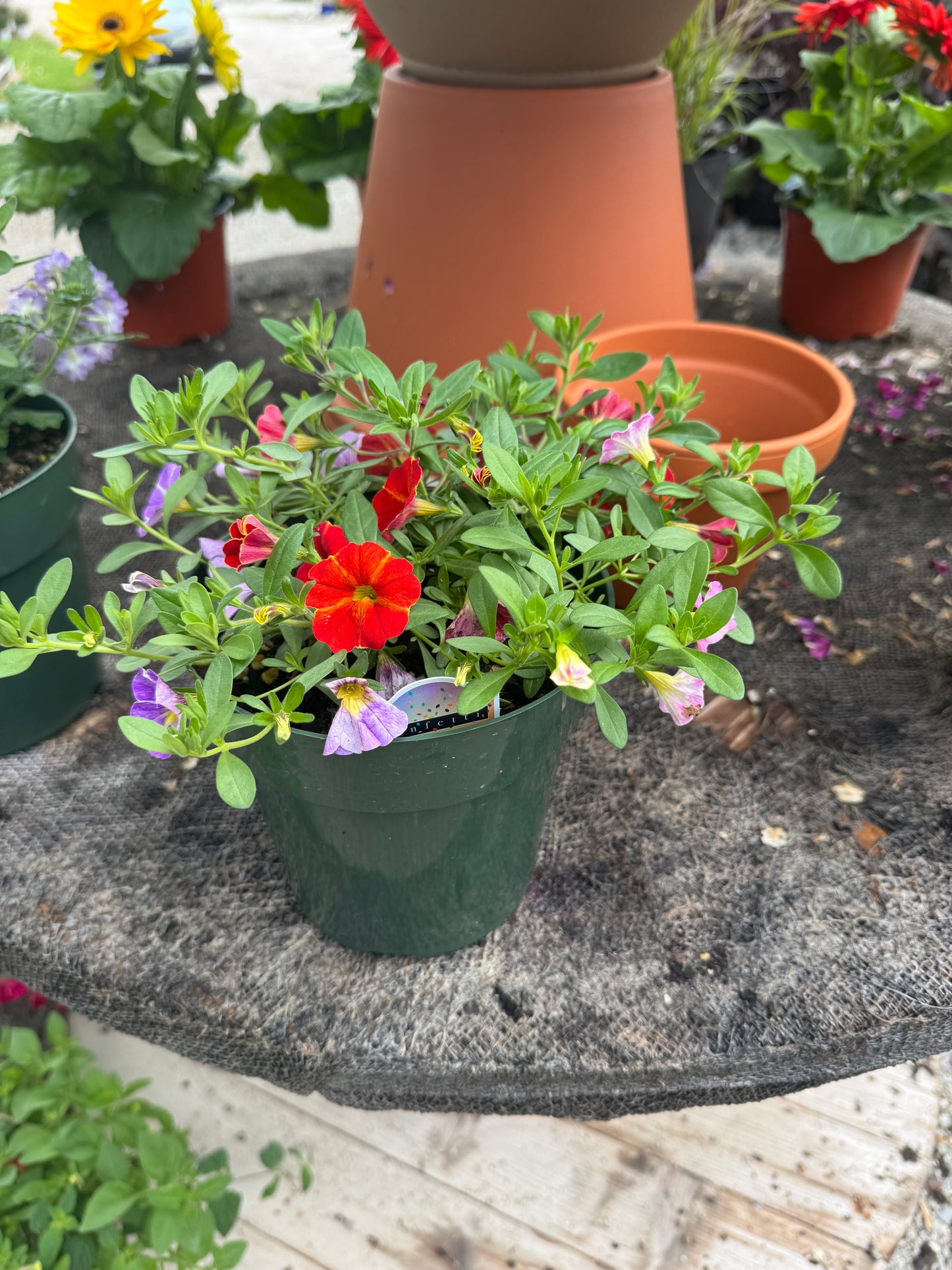 6" Premium Combo Pots