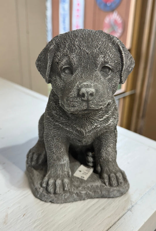 Sitting Pose Concrete Lab Puppy