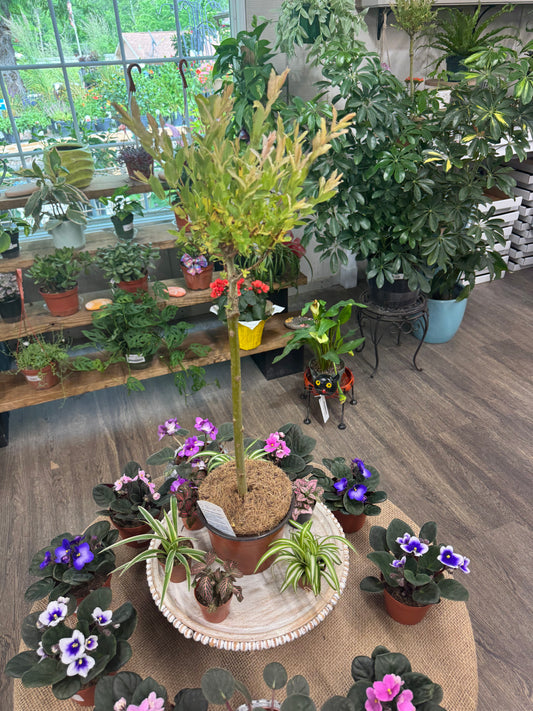 6" Willow Tree