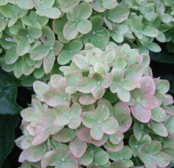 Hydrangea 'Limelight' #10
