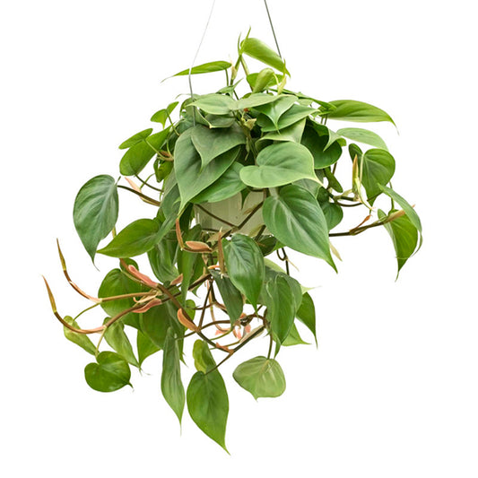 Philodendron Cordatum Hanging