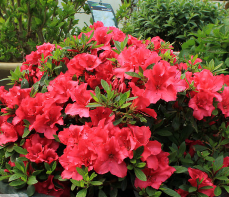 Azalea Bloom-A-Thon Red
