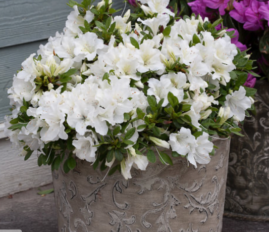 Azalea Bloom-A-Thon White