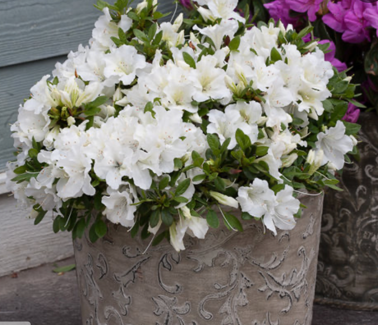 Azalea Bloom-A-Thon White