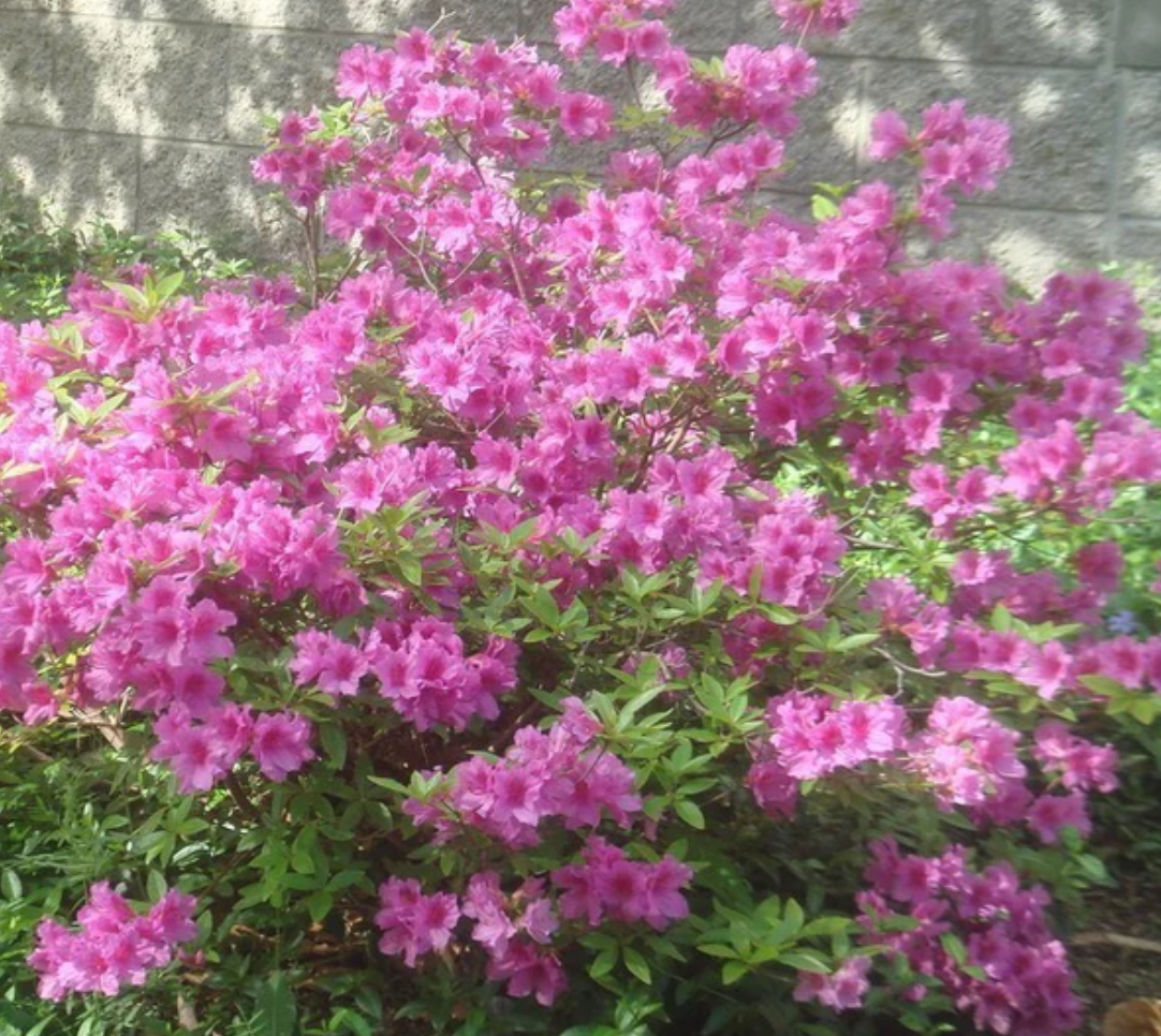 Encore Azalea Autumn Amethyst
