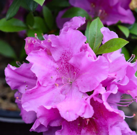 Azalea Lilac