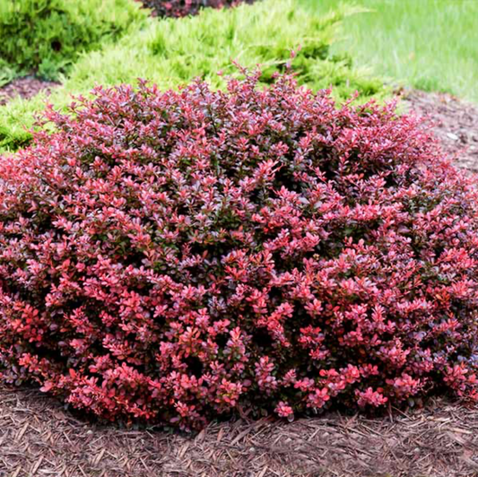 Barberry Crimson Pygmy
