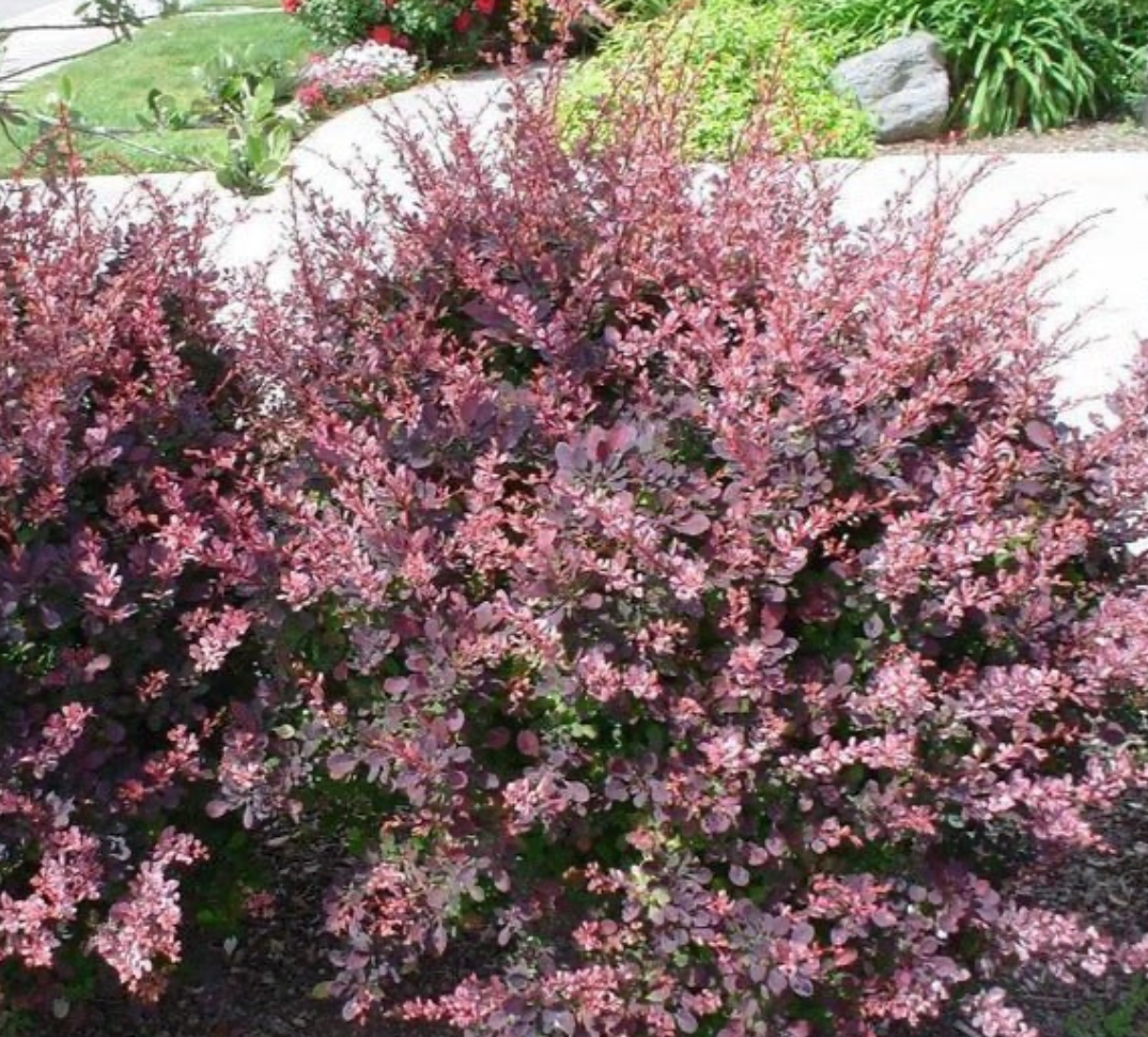 Barberry Rosy Glow