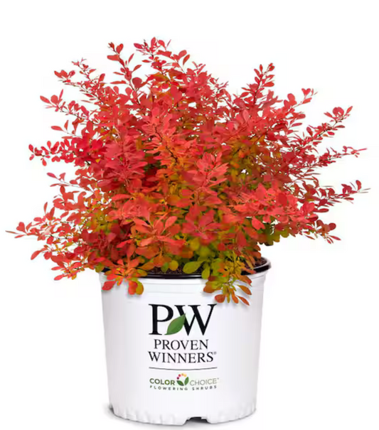 Barberry Orange Rocket