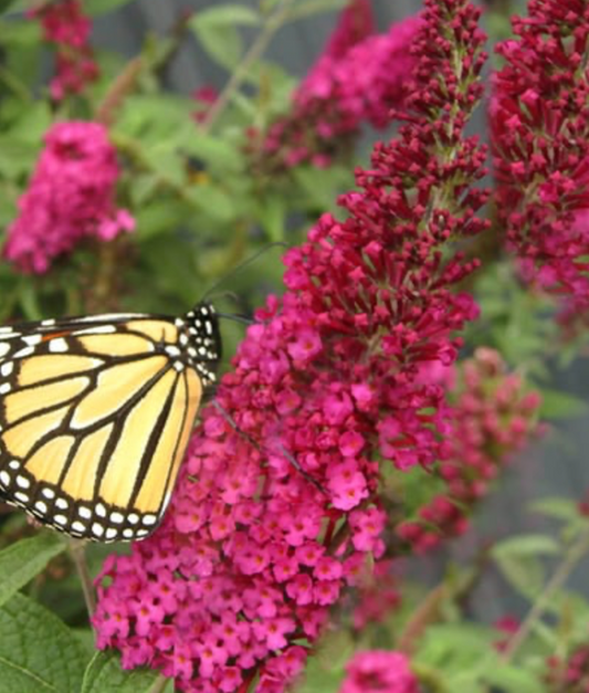 Butterfly Bush Miss Molly